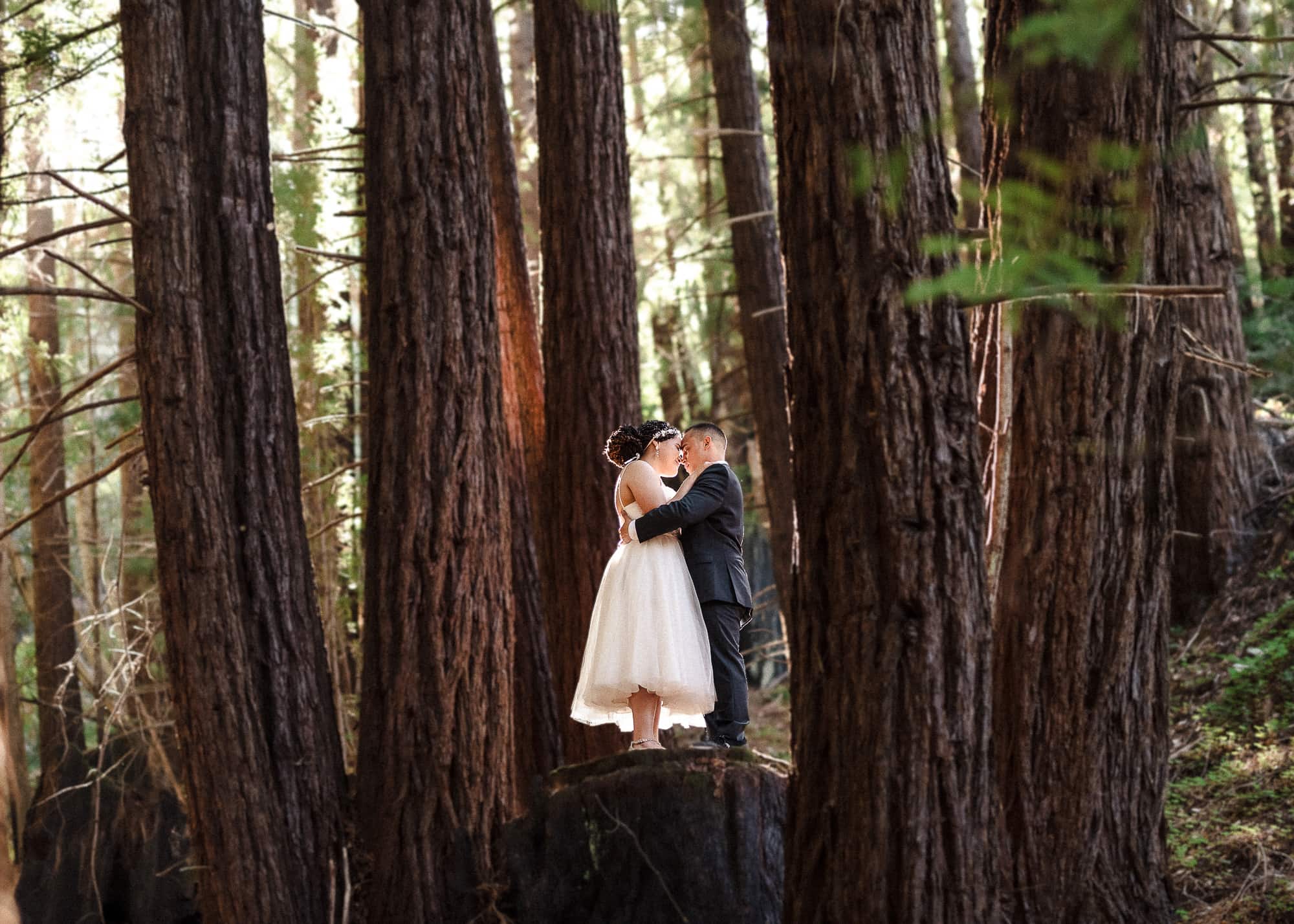 Redwoods wedding photo